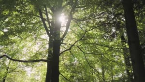 Stock Video Huge Trees In A Large Green Forest Animated Wallpaper