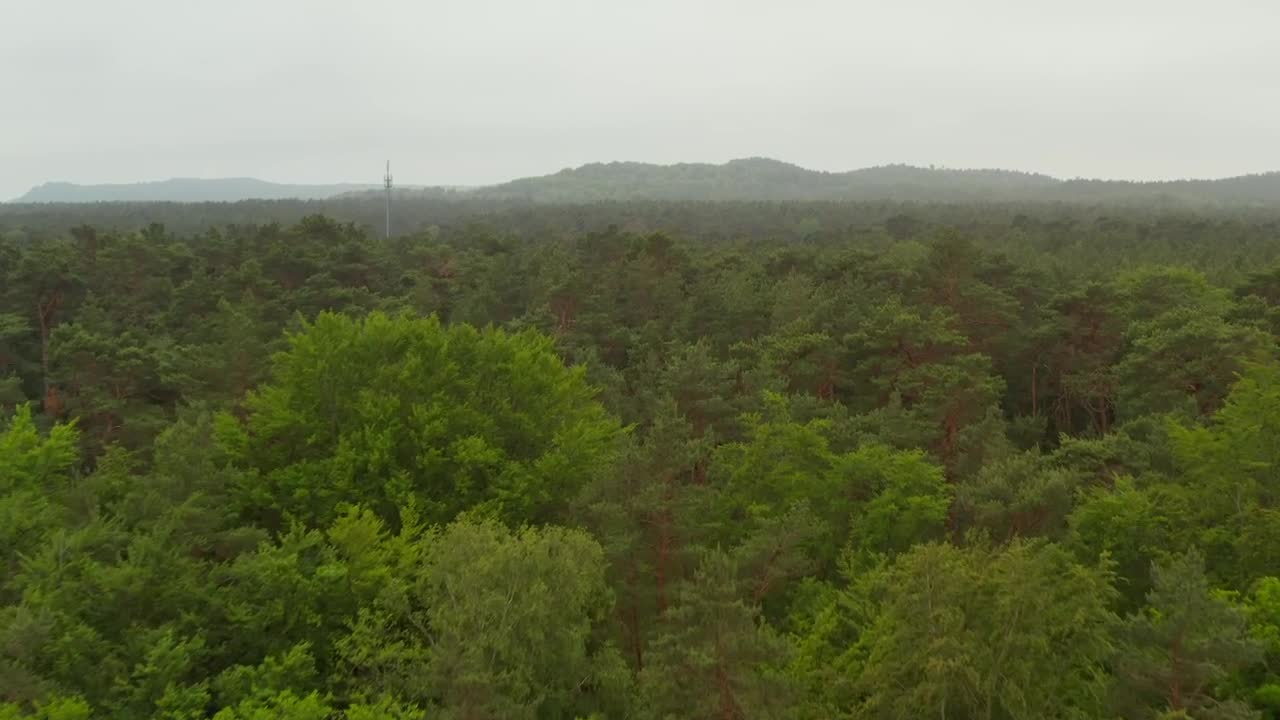 Download Stock Video Huge Forest Full Of Green Trees And Mist Aerial Animated Wallpaper