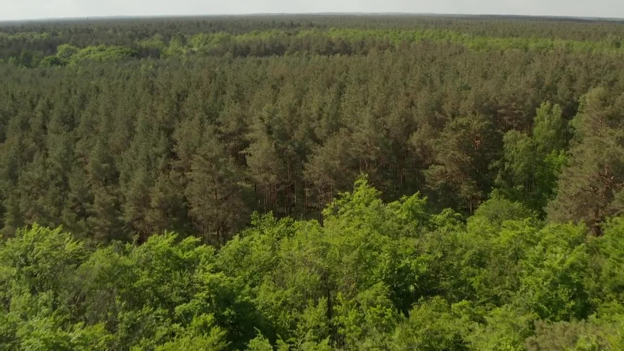 Download Stock Video Huge Forest Full Of Green Trees Aerial Tilt Shot Animated Wallpaper