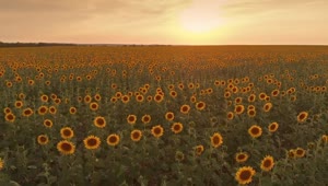 Stock Video Huge Field Of Sunflowers At Sunset Animated Wallpaper
