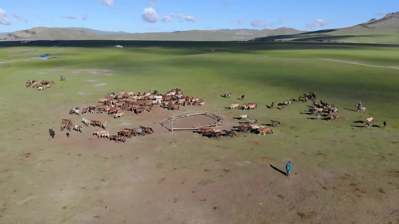 Download Stock Video Horses Running On A Large Green Valley Animated Wallpaper