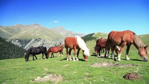 Stock Video Horses Feeding In A Farrowing Pen On A Mountain Range Animated Wallpaper