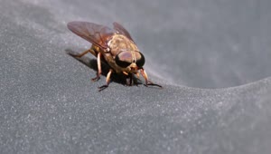 Stock Video Horsefly Close Up Animated Wallpaper