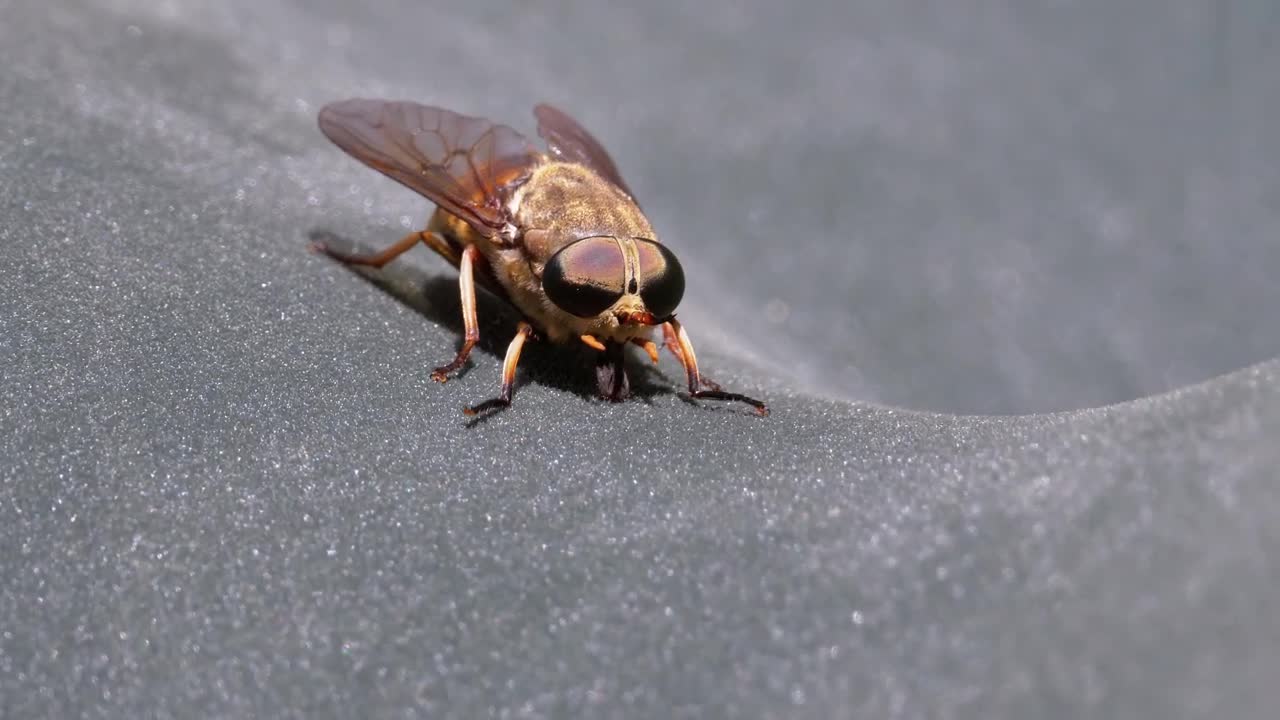 Download Stock Video Horsefly Close Up Animated Wallpaper