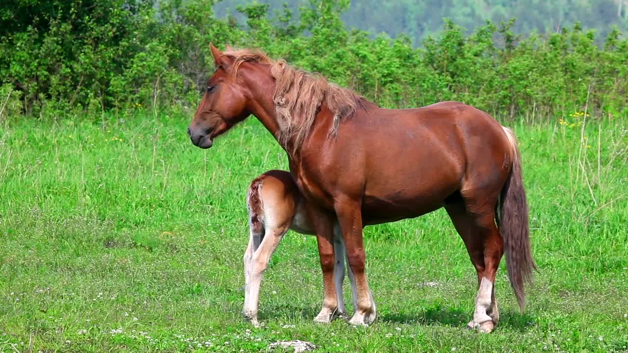 Download Stock Video Horse With His Colt In The Meadow Animated Wallpaper