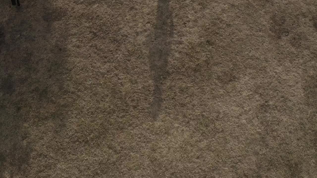 Download Stock Video Horse Trotting Around Person Animated Wallpaper