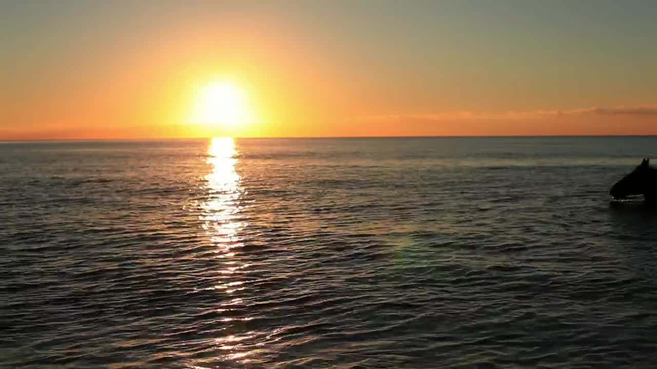 Download Stock Video Horse Swimming At Sunset Animated Wallpaper