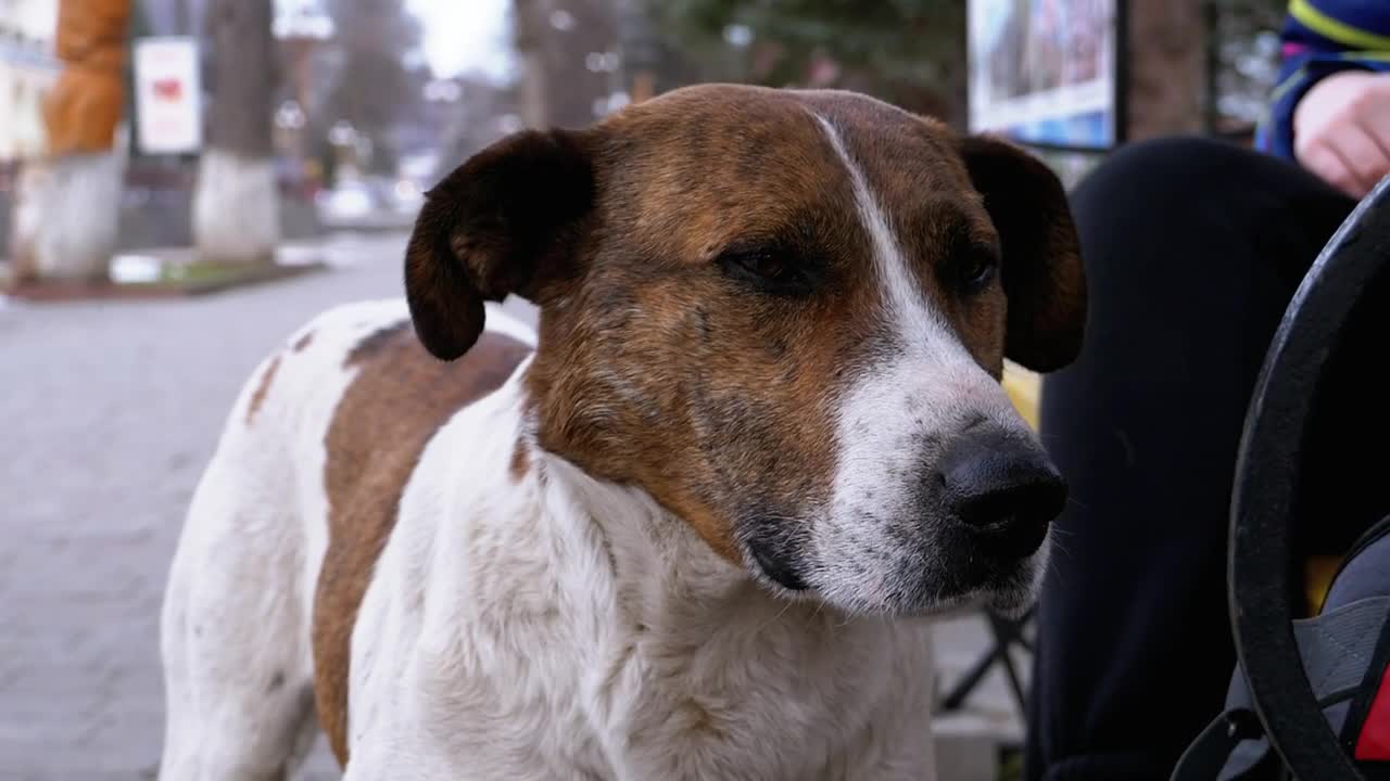 Download Stock Video Homeless Sad Dog Portrait Animated Wallpaper