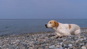 Stock Video Homeless Sad Dog By The Sea Animated Wallpaper