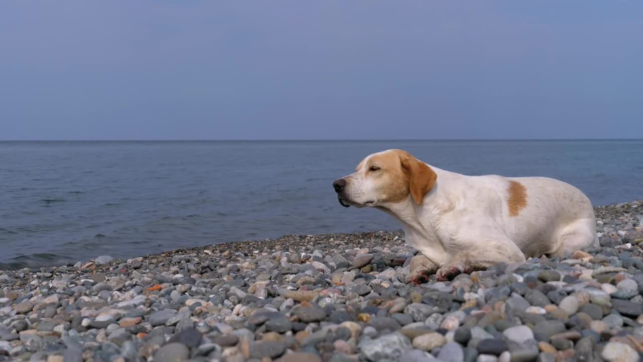 Download Stock Video Homeless Sad Dog By The Sea Animated Wallpaper