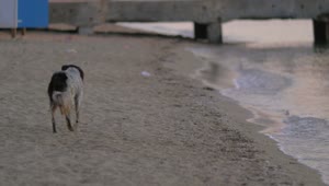 Stock Video Homeless Dog Running Along The Coast Animated Wallpaper