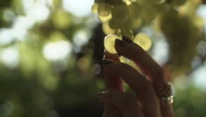 Stock Video Holding A Grape Against The Light Animated Wallpaper