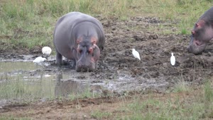 Stock Video Hippos Resting In The Mud Animated Wallpaper
