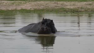 Stock Video Hippo Yawning In The Lake Animated Wallpaper