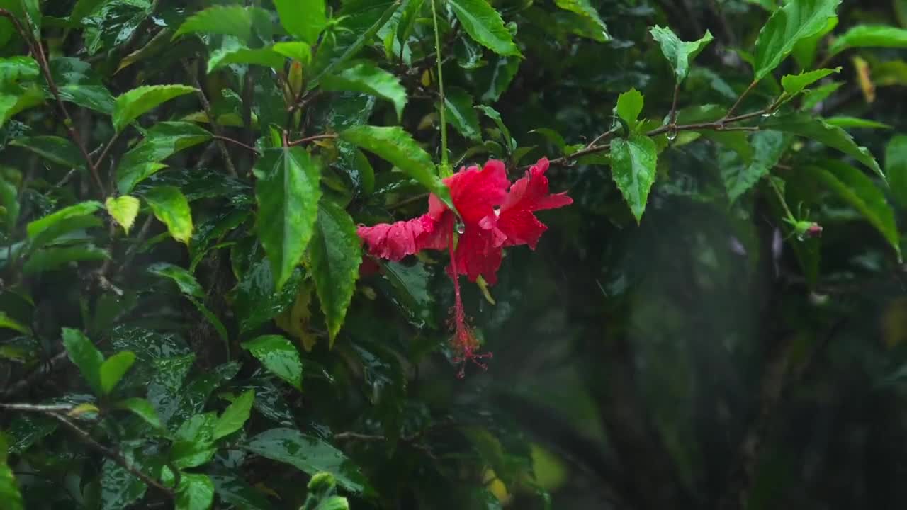 Download Stock Video Hibiscus Flower Under Heavy Rain Animated Wallpaper
