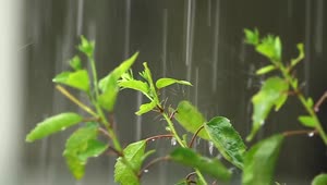 Stock Video Hibiscus In The Rain Animated Wallpaper