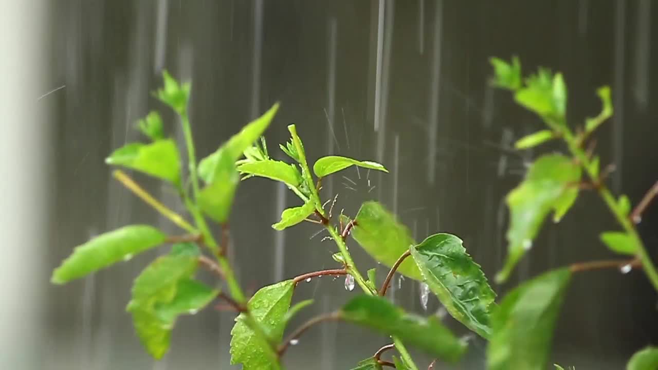 Download Stock Video Hibiscus In The Rain Animated Wallpaper