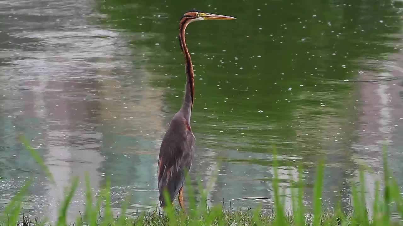 Download Stock Video Heron Standing At The Edge Of A Pool Animated Wallpaper