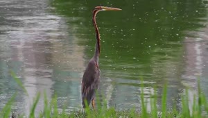Stock Video Heron Standing At The Edge Of A Pool Animated Wallpaper