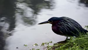 Stock Video Heron Sitting By The Edge Of A Lake Animated Wallpaper