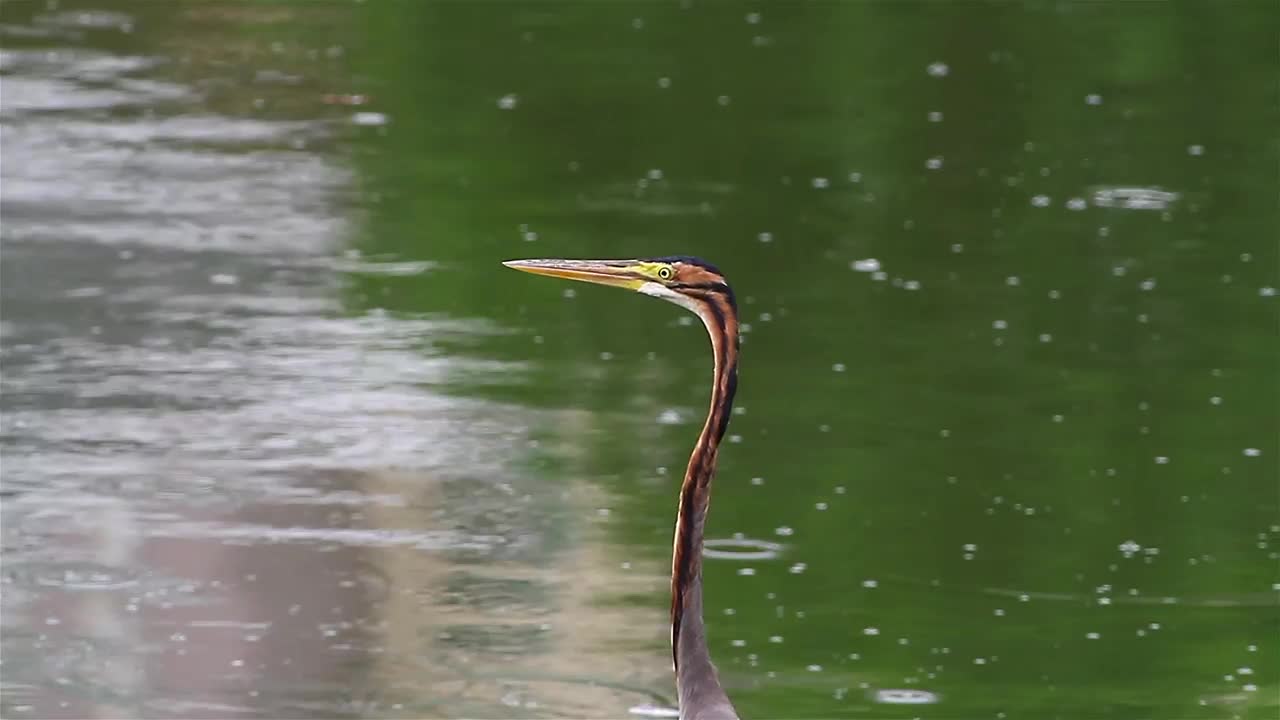 Download Stock Video Heron In The Rain Animated Wallpaper