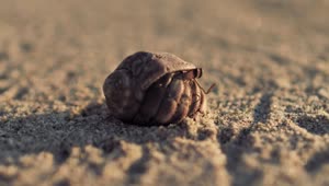 Stock Video Hermit Crab Walking On The Sand Animated Wallpaper