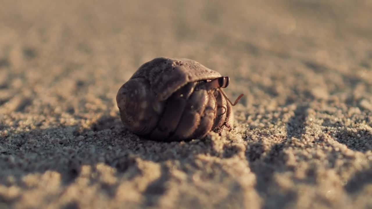 Download Stock Video Hermit Crab Walking On The Sand Animated Wallpaper