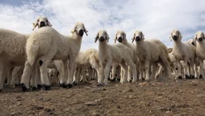 Stock Video Herd Of Lambs Animated Wallpaper