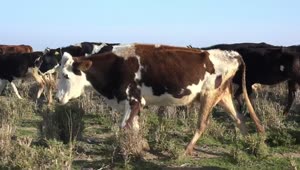 Stock Video Herd Of Cows Walking Animated Wallpaper