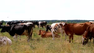 Stock Video Herd Of Cows Standing In The Countryside Animated Wallpaper