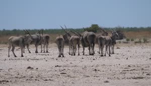 Stock Video Herd Of Common Elands On A Hot And Dry Savanna Animated Wallpaper