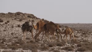 Stock Video Herd Of Camels In A Sandy Desert With Dunes Animated Wallpaper