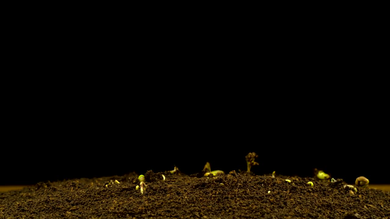Download Stock Video Hemp Germinating On A Black Background Animated Wallpaper