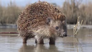 Stock Video Hedgehog Walking On The Water Animated Wallpaper