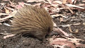 Stock Video Hedgehog Sniffing The Ground Animated Wallpaper
