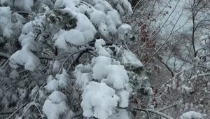 Stock Video Heavy Snow On Tree Branches Animated Wallpaper