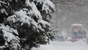 Stock Video Heavy Snow Falling On A Tree Animated Wallpaper