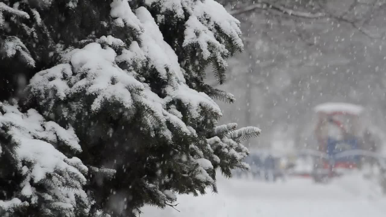 Download Stock Video Heavy Snow Falling On A Tree Animated Wallpaper