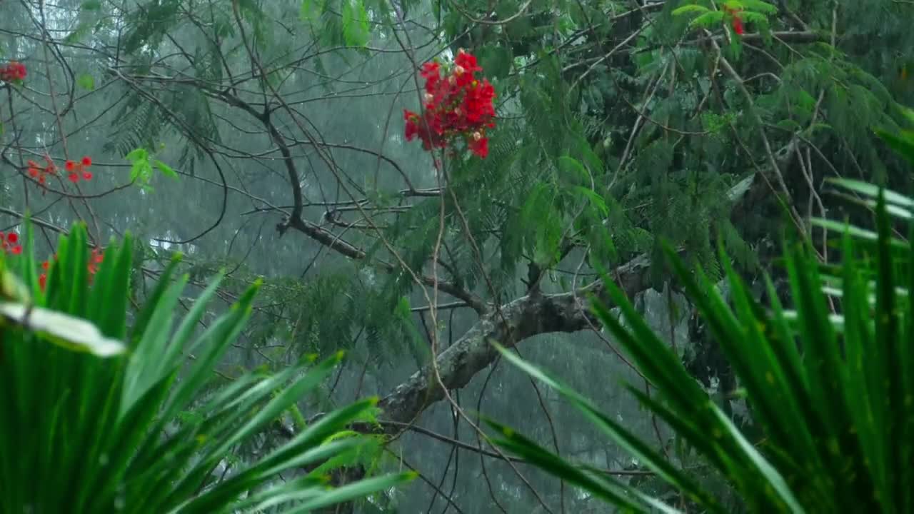 Download Stock Video Heavy Rain In Tropical Forest Animated Wallpaper