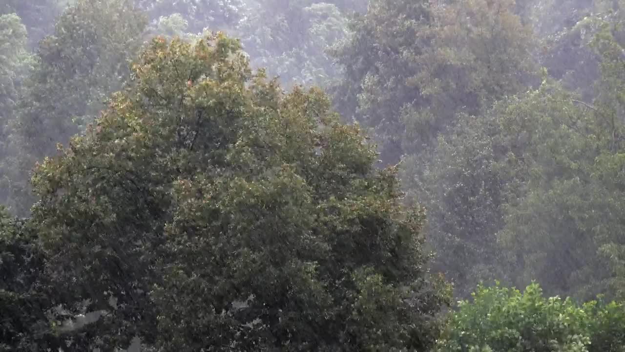 Download Stock Video Heavy Rain In The Forest Trees Animated Wallpaper