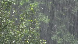Stock Video Heavy Rain In The Forest Animated Wallpaper