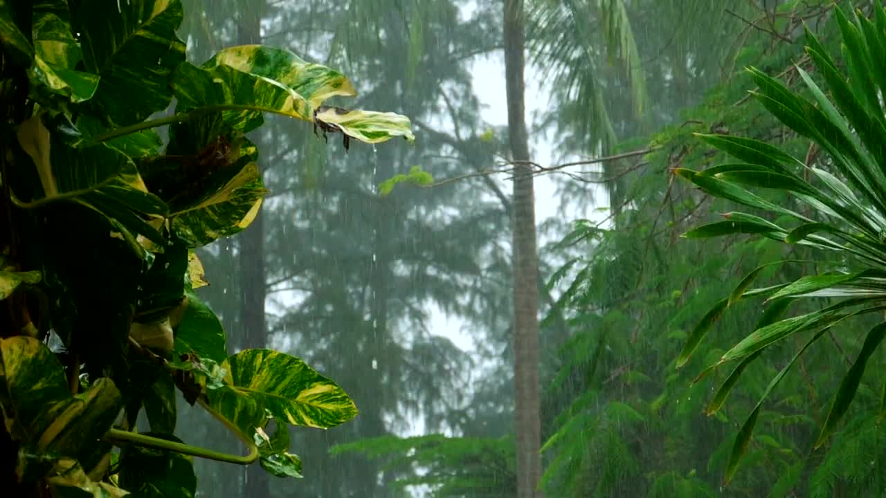 Download Stock Video Heavy Rain In Slow Motion On The Tropical Forest Animated Wallpaper
