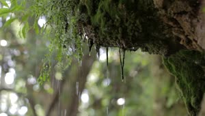Stock Video Heavy Rain Deep In A Forest Animated Wallpaper
