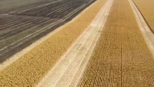 Stock Video Harvesting Large Fields Of Crops With Tractor Smal Animated Wallpaper