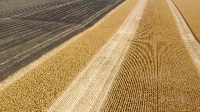 Download Stock Video Harvesting Large Fields Of Crops With Tractor Smal Animated Wallpaper