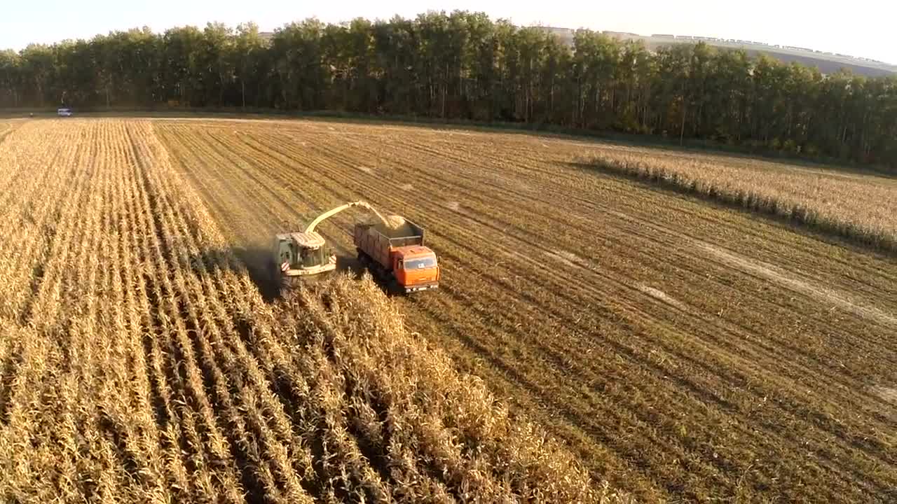 Download Stock Video Harvesting Crops During A Heatwave Animated Wallpaper
