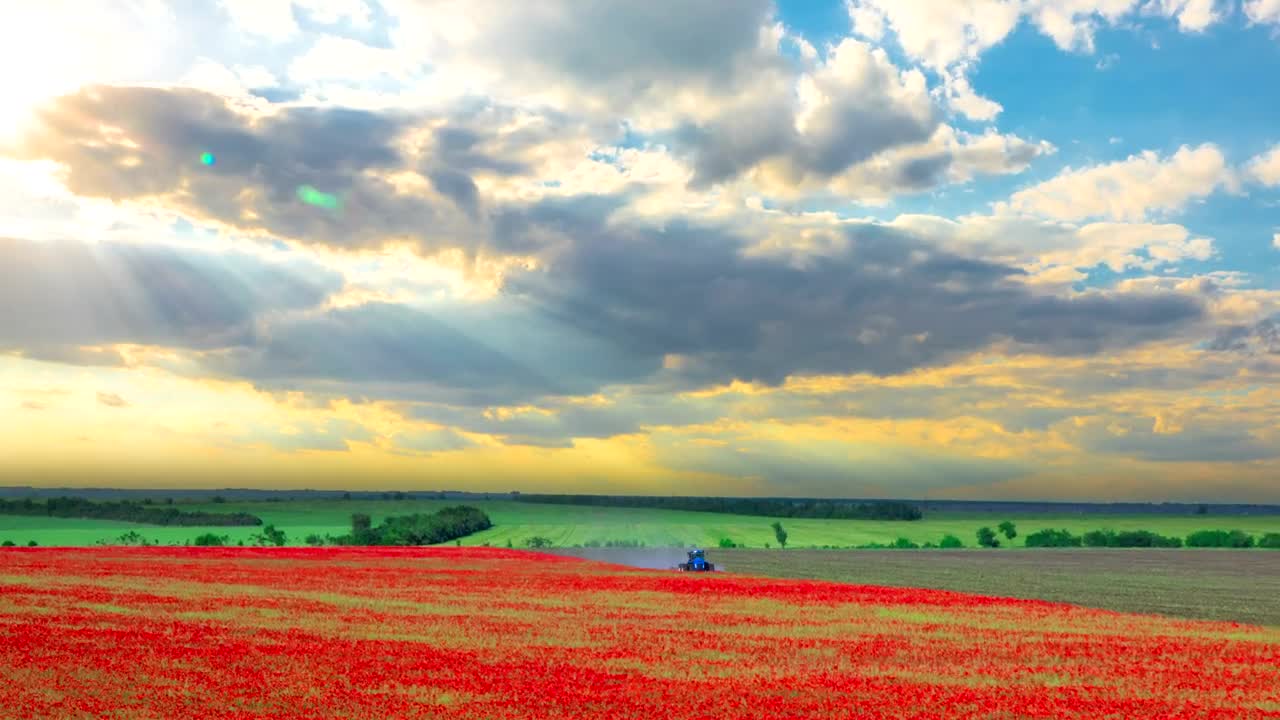 Download Stock Video Harvesting A Red Flower Field Animated Wallpaper