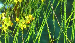 Stock Video Hanging Green Branches Animated Wallpaper