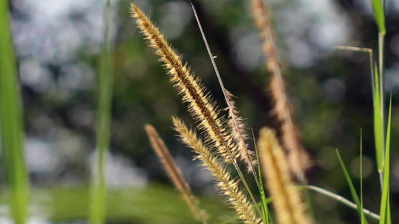 Download Stock Video Lalang Flowers In The Wild Animated Wallpaper