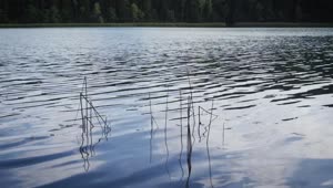 Stock Video Lake Water Surface Animated Wallpaper